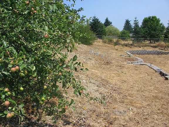 fenced back yard with fruit trees