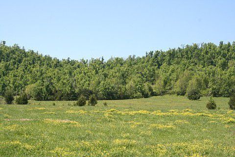 Meadow on east side of property.