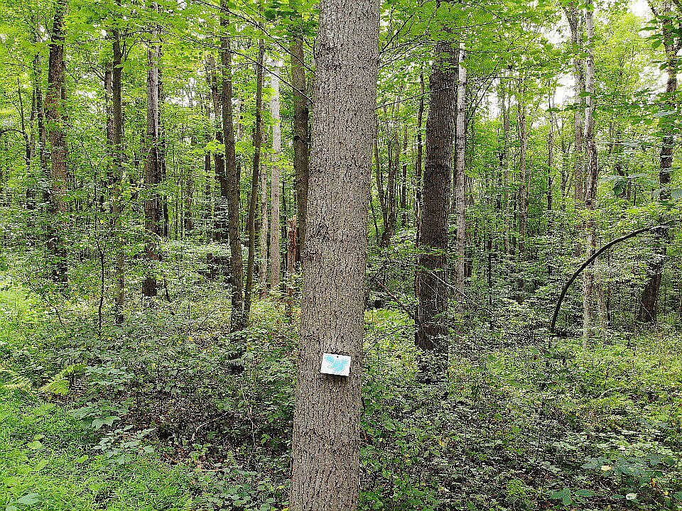 Woods 
