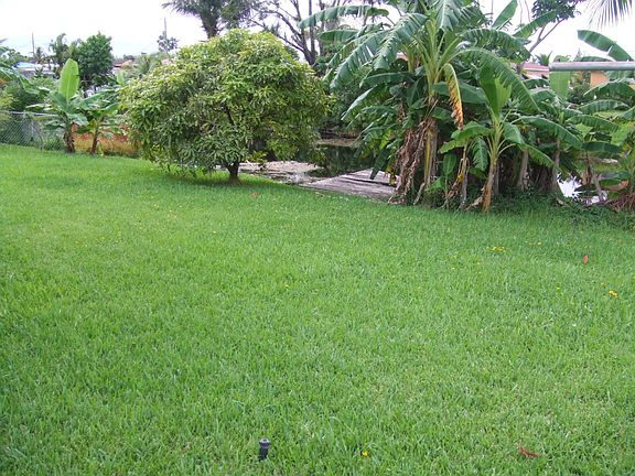 Back Yard/Fruit Trees & Canal