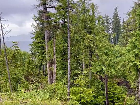 4th image of 704 Alaska Cedar Ct