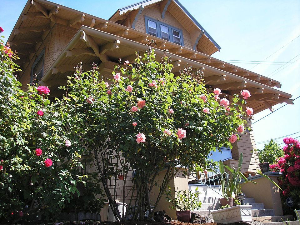 Roses