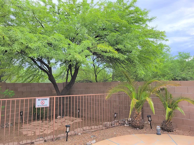 Back yard