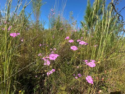 PARCEL Millside Rd #H, Laurel Hill, FL, 32567