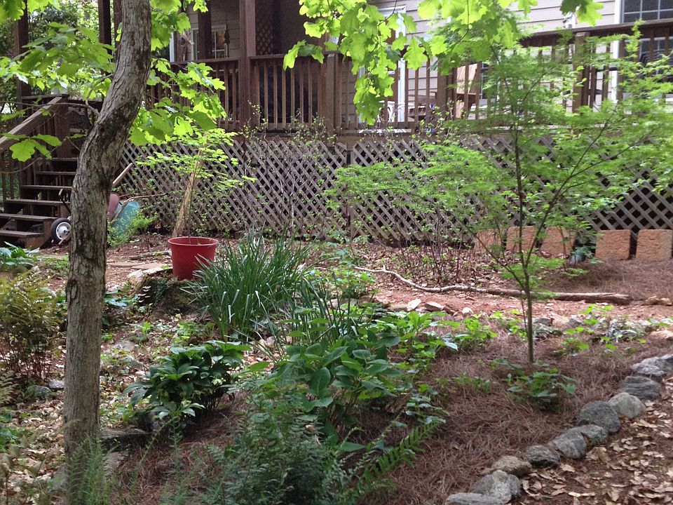 Back yard garden
