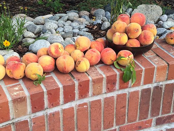 Fresh Peaches from the tree
