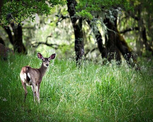 6 oak studded acres.