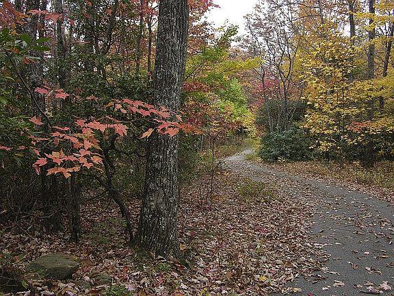 Oak Ridge Trail
						:
						Leading in to the property, it's like your own, private, meandering driveway.