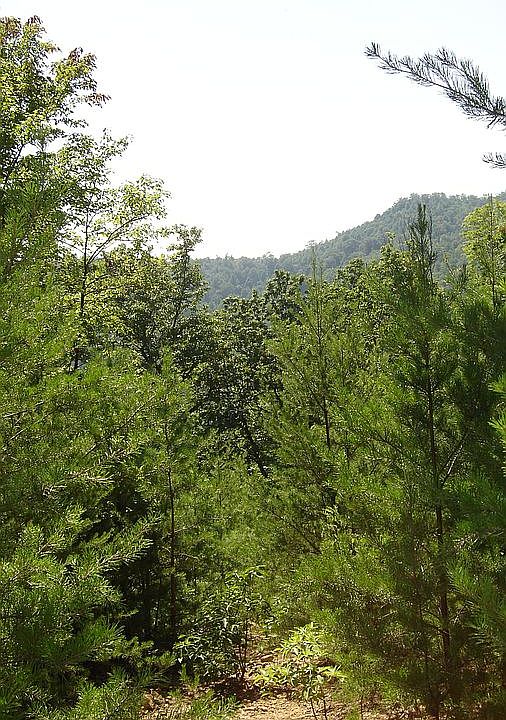 2nd image of 74 Deer Run