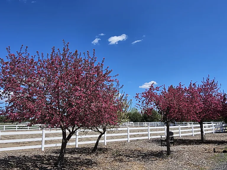 More Crab Apple trees - views from Master Suite