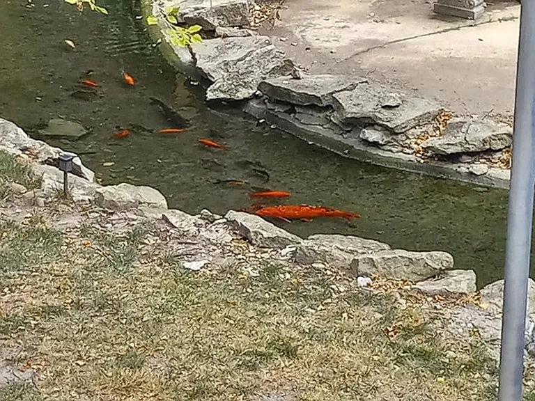 Maple Gardens — Photo 29