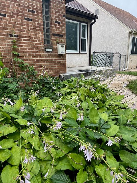 Hostas come up every spring to welcome you.