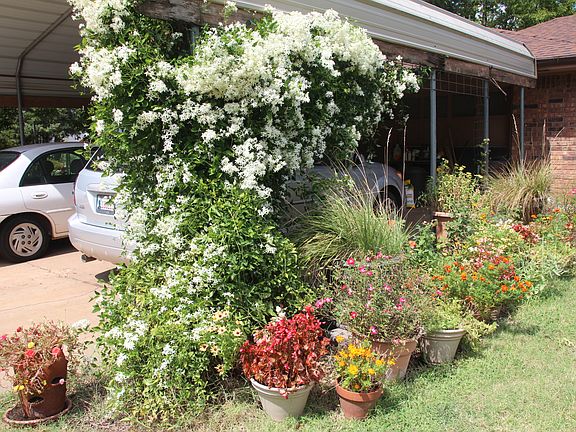 Sweet Autumn Clematis