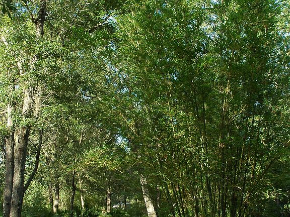 Bamboo Meditation