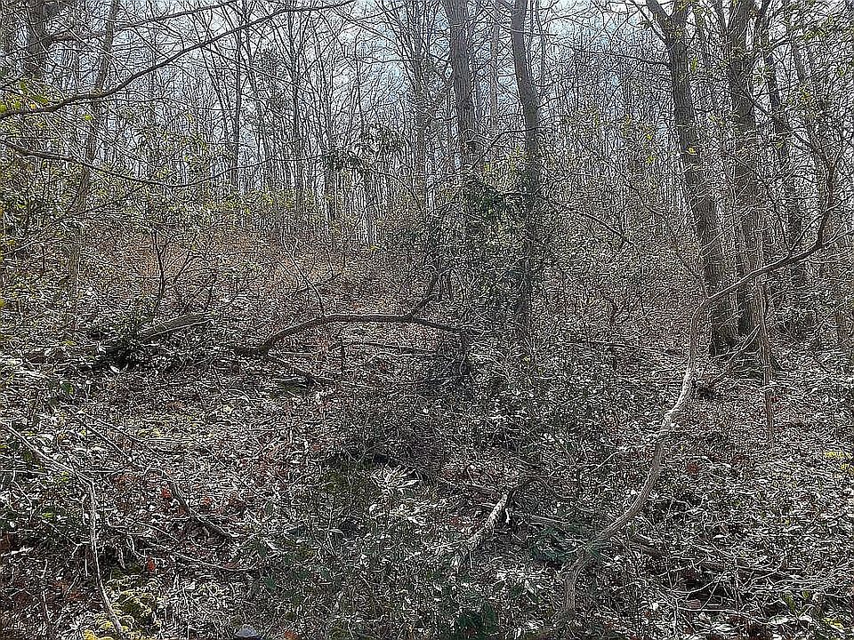 2nd image of Black Bear Trl