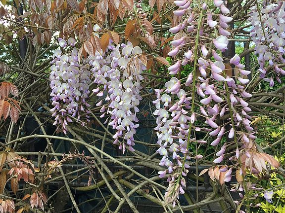 Wisteria covers outsi shower