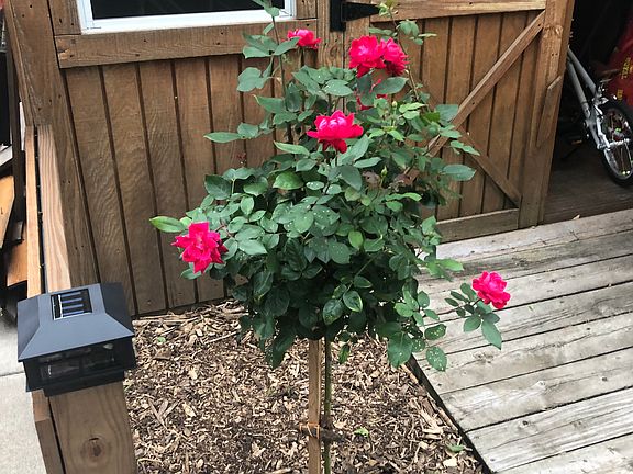 Rose tree