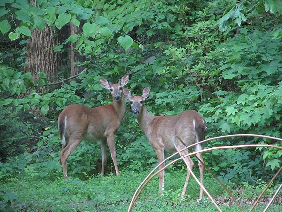 Lots of wildlife