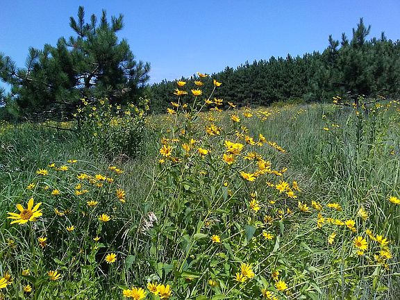 Coreopsis in bloom