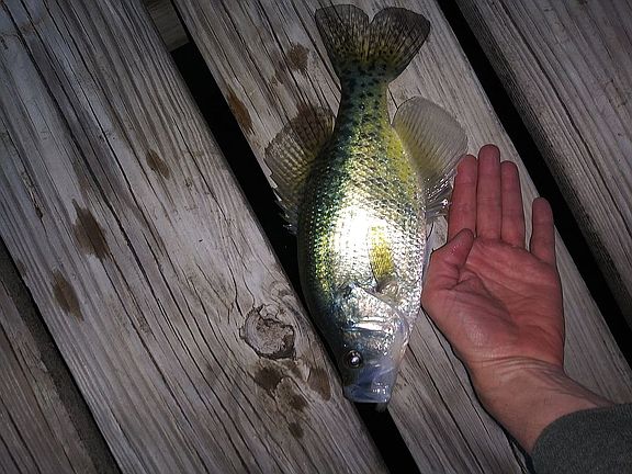 Crappie