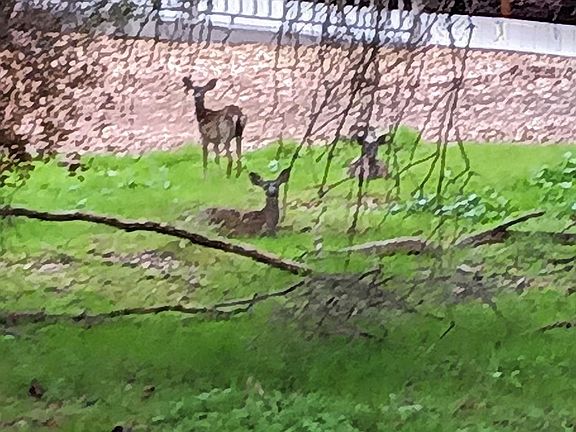 Many deer live in the Rivier