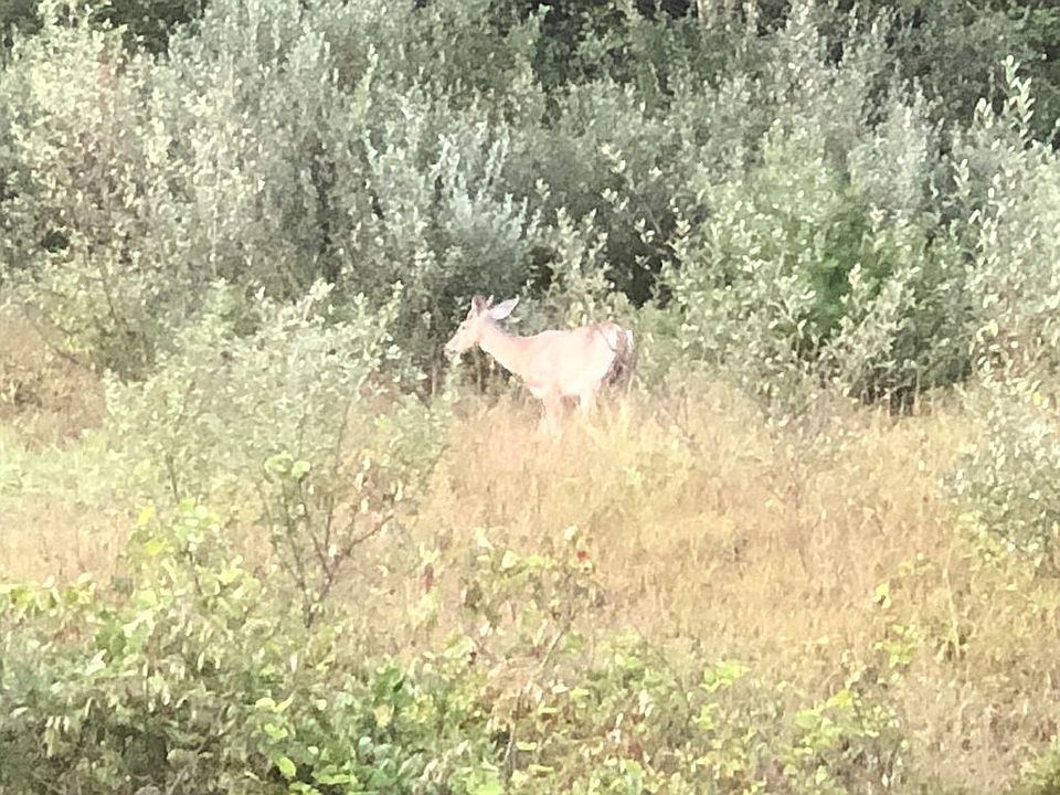 Young buck in front yard