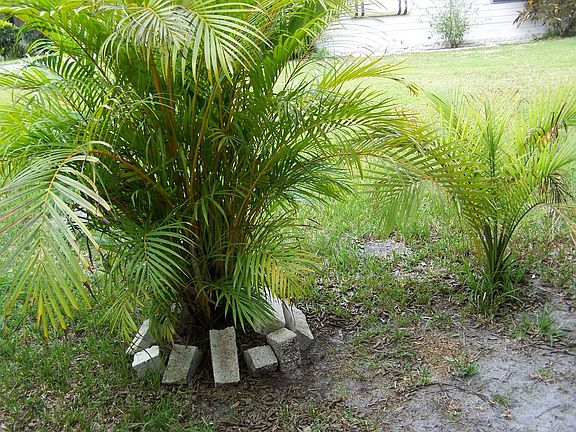 Palm Tees To Privacy in Back