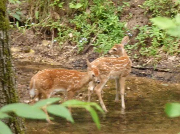 Jacobson Rd, Wellston, MI 49689