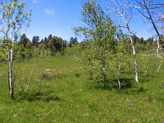 View from edge of aspen trees across open area