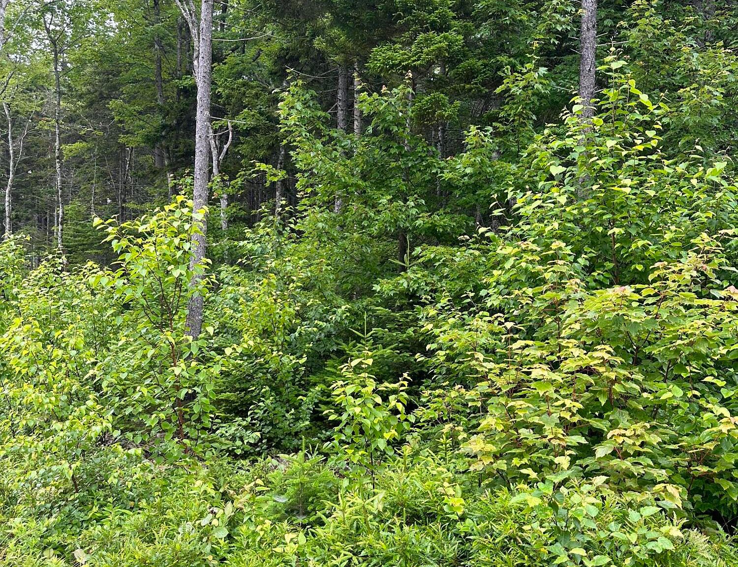 Lot 44 Estates Road, Steuben, ME 04680 MLS 1569398 Zillow