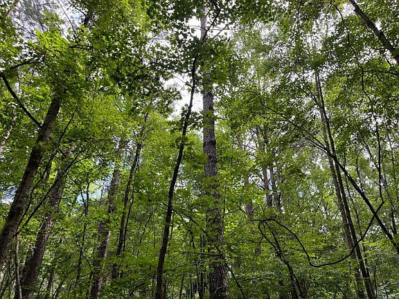 Mixed Natural Mature Hardwood and Pine Timber