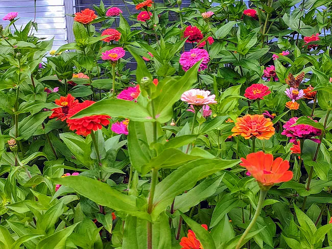 Large Back Yard - Owner Pays for Routine Lawn and Yard Maintenance
