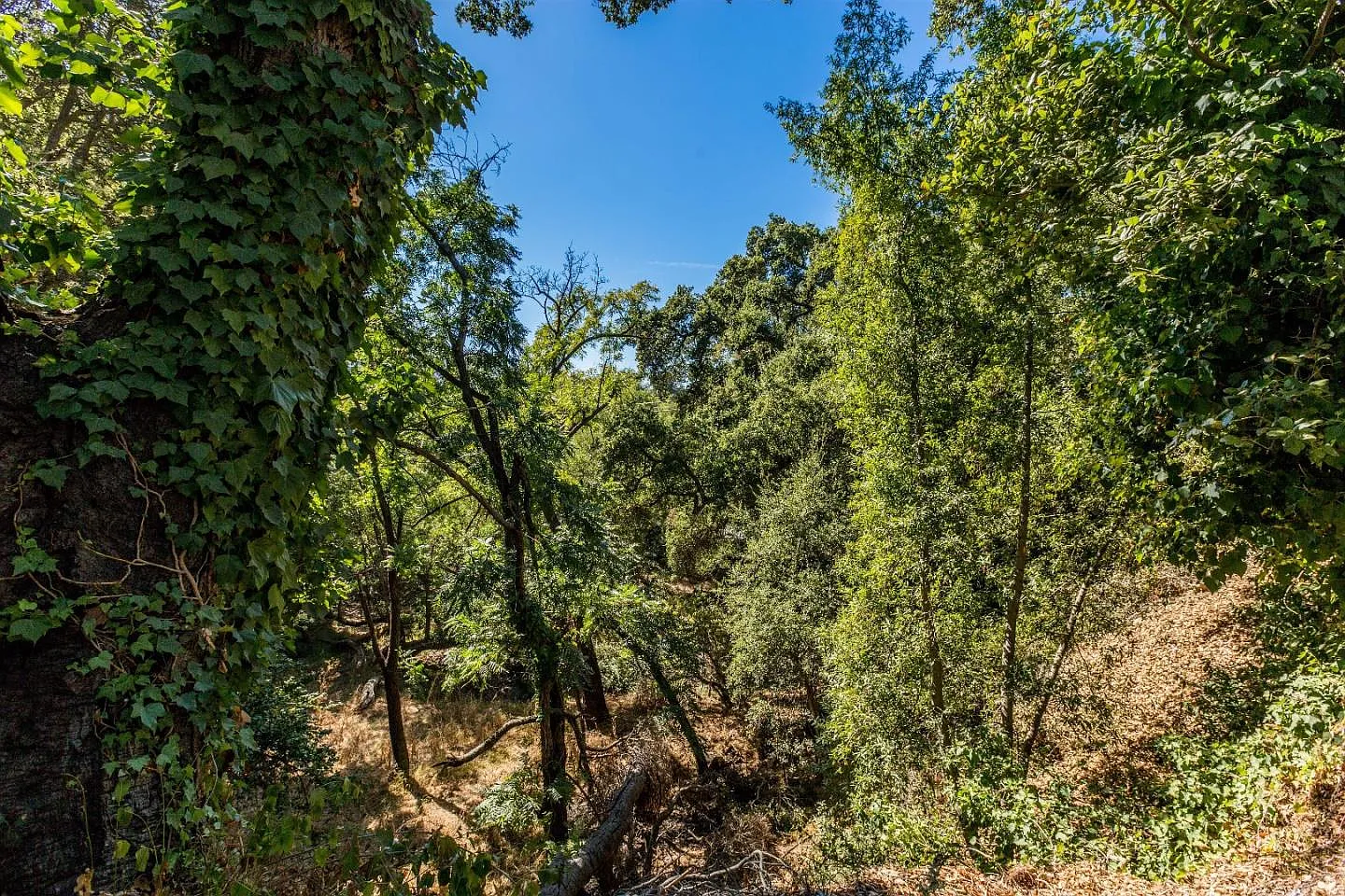 115 Old Adobe Rd photo 1