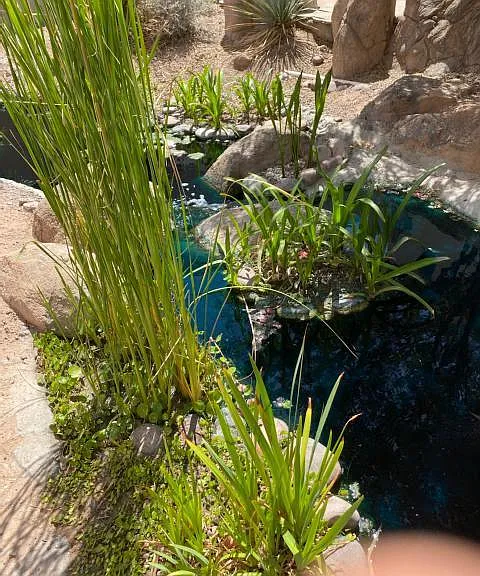 Community trail: there are several ponds with water plants