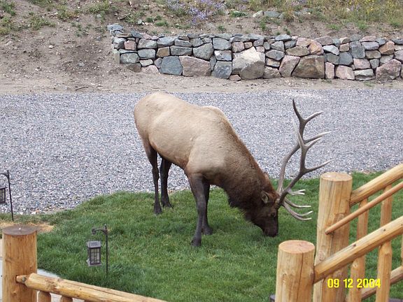 Elk grazing in front lawn