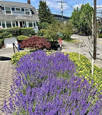 Lavendar view from front of house