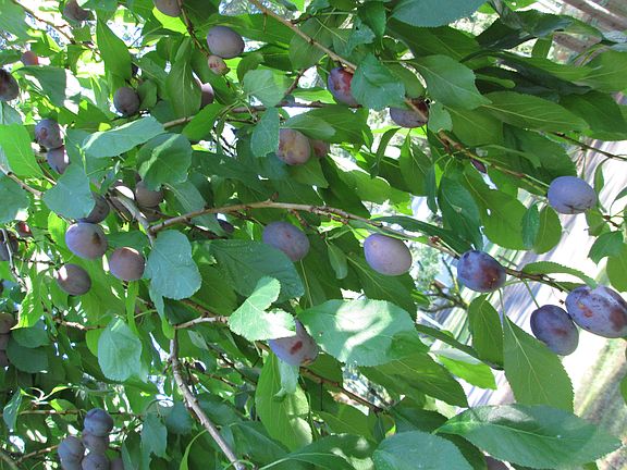 Italian Plum Tree