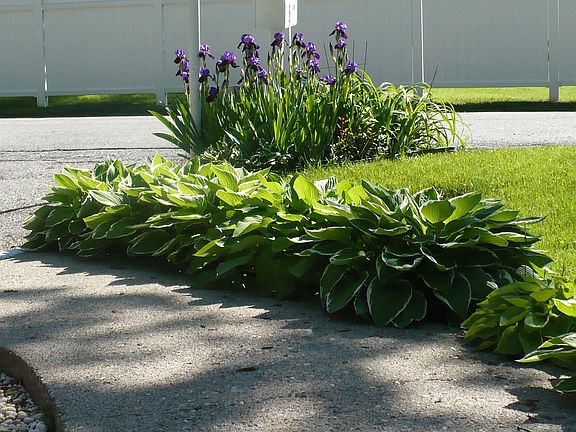 Hosta bordering the front walkway