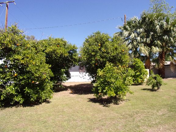 Mature Fruit Trees