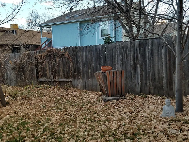 Back yard