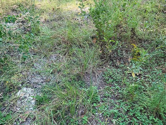 5th image of Honeysuckle Lot 1