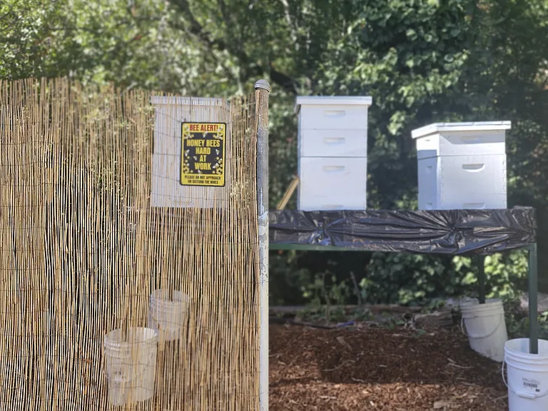 bee apiary