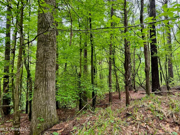County Road 375, Carrollton, MS 38917
