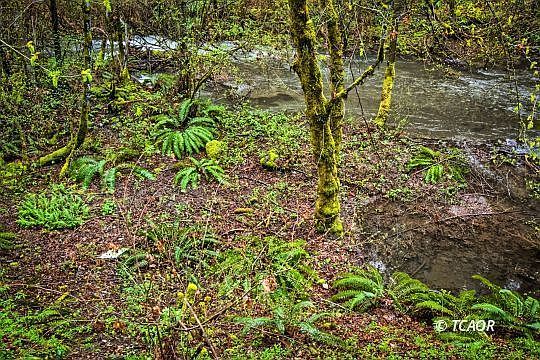 5th image of 420 Price Creek Rd