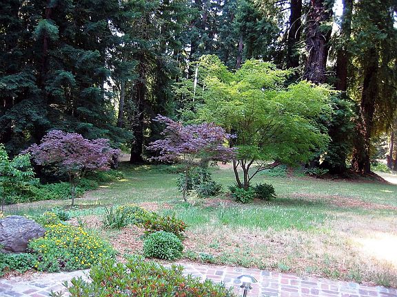 Stunning Cape Cod Retreat in a Redwood Park!