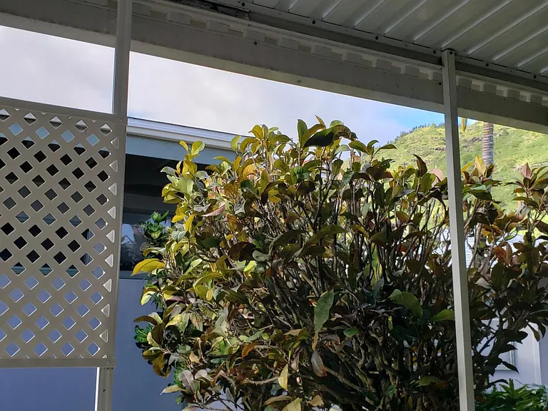 439A Kuliouou Rd — Photo 17