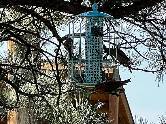 This old tree is very specia