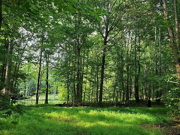 W Side of Partial Clearing