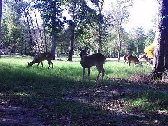 3rd image of 11805 White Oak Pass