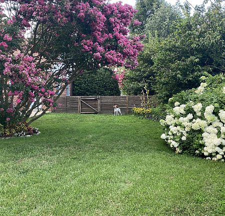 Backyard in bloom